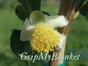 GripMyBlanket